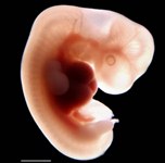 biodynamic craniosacral